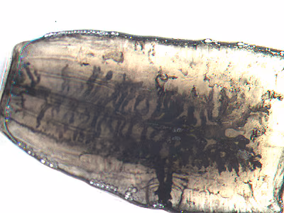 Case246_A.jpg