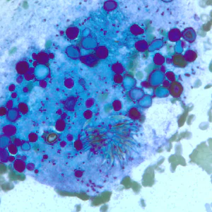 Case247_E.jpg