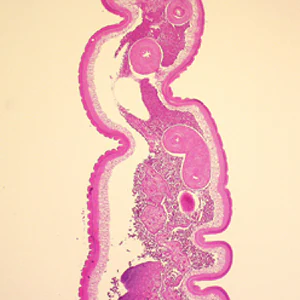 Case248_B.jpg