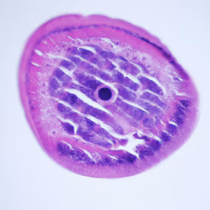 Case248_E.jpg