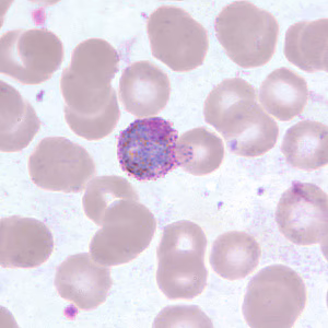 Case255_C.jpg
