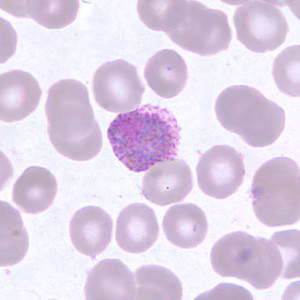 Case255_D.jpg