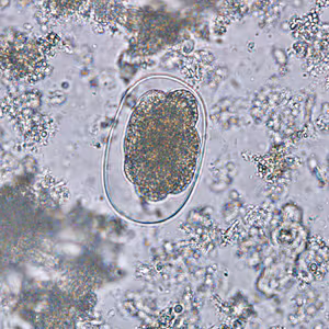 Case259_D.jpg