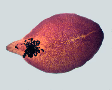Case263_D.jpg