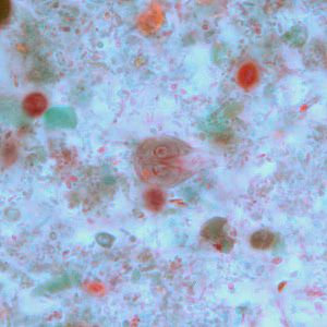 Case264_C.jpg
