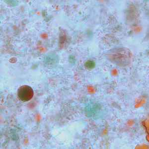 Case264_D.jpg