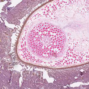 Case267_B.jpg