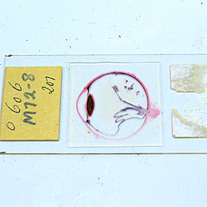 Case278_A.jpg
