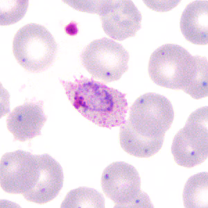 Case285_C.jpg