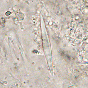 Case286_A.jpg