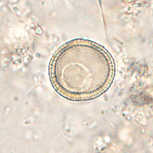 Case286_E.jpg