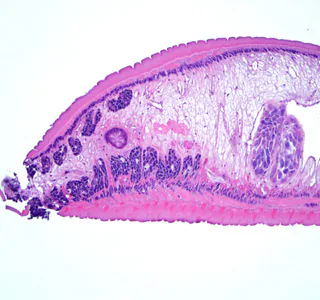 Case288_C.jpg