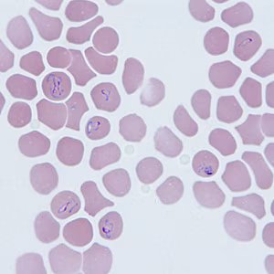 Case290_A.jpg