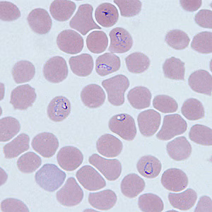 Case290_C.jpg