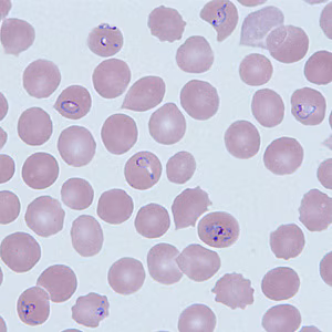 Case290_D.jpg