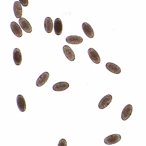Case297_A.jpg