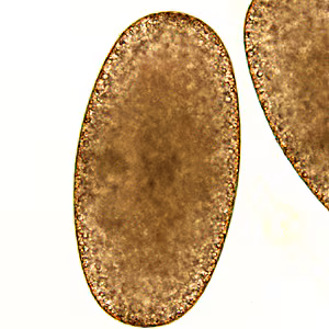 Case297_C.jpg