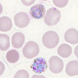 Case302_I.jpg
