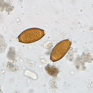 Case307_A.jpg