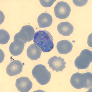 Case323_I.jpg