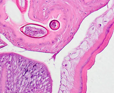 Case326_C.jpg