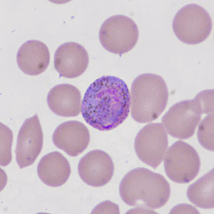 Case335_I.jpg