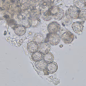 Case336_A.jpg