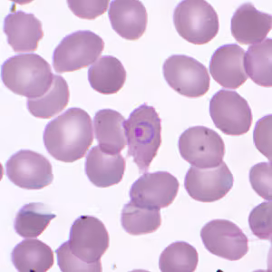 Case359_D.jpg