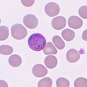 Case359_F.jpg