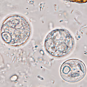 Case365_H.jpg