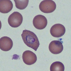 Case368_D.jpg