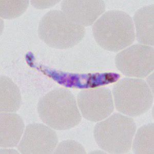 Case377_G.jpg