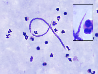 Case382_A.jpg