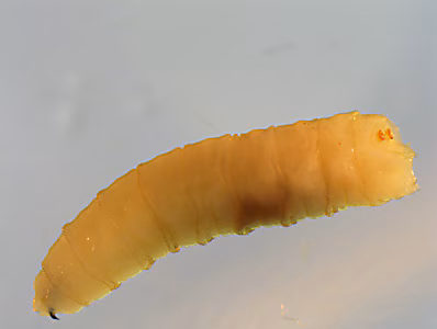 Case397_C.jpg