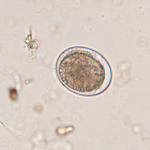 Case425_D.jpg