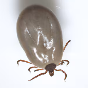 parasitic image