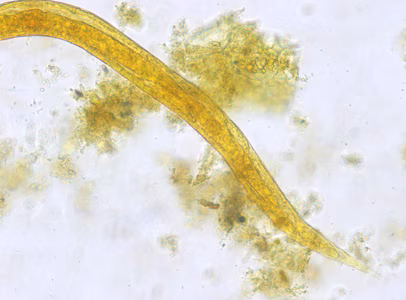 Case450_C parasitic image