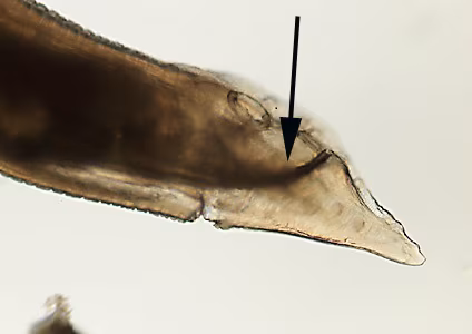 parasitic image