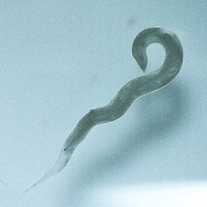 Parasitic image