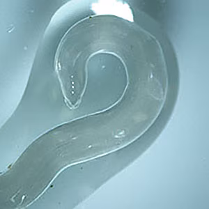 Parasitic image