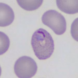 Parasitic image