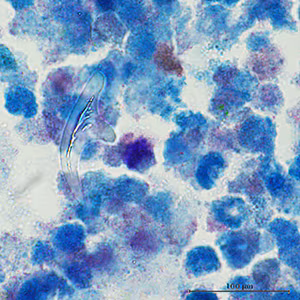 Parasitic image