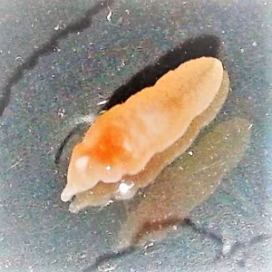 parasitic image