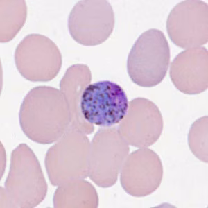 parasitic image