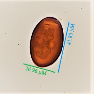 parasitic image