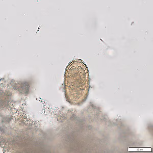Case492_C Figure C