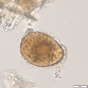 Case496_C Figure C