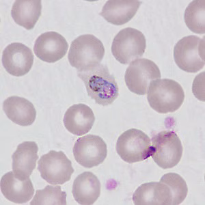 Case499_C Figure C