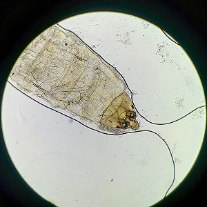 Case500_B Figure B
