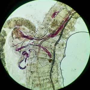 Case500_C Figure C